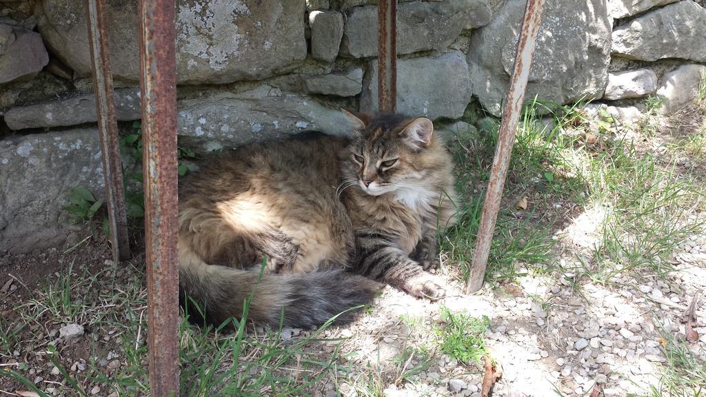 B&B Della Rosa Civitella D'Arna Kültér fotó