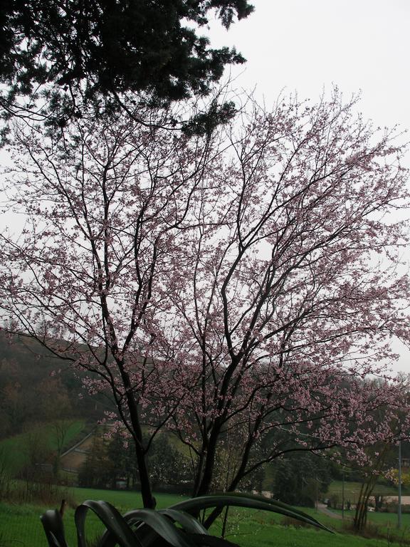 B&B Della Rosa Civitella D'Arna Kültér fotó